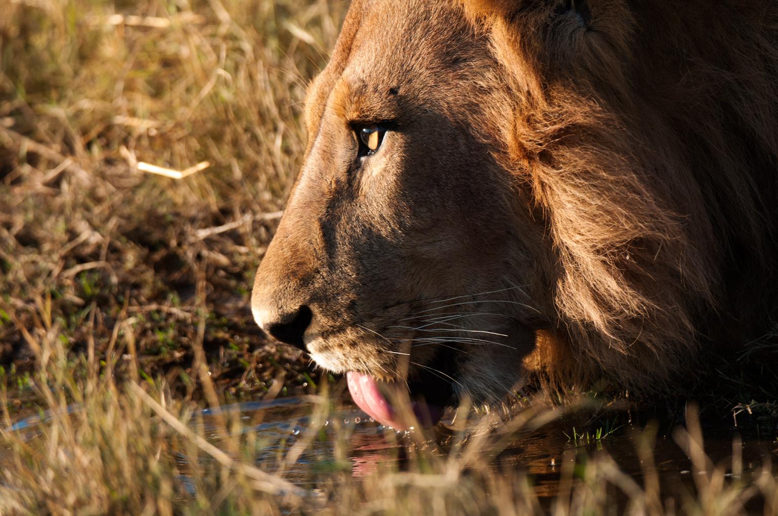 A lion drinks from a watering hole on Chief’s Island, in the Okavango Delta’s Moremi Game Reserve.