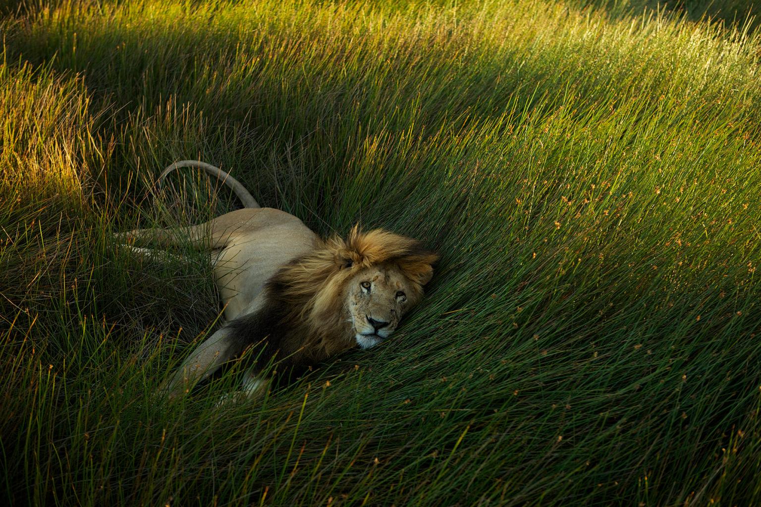 A lion rests in the grass of the Serengeti plains