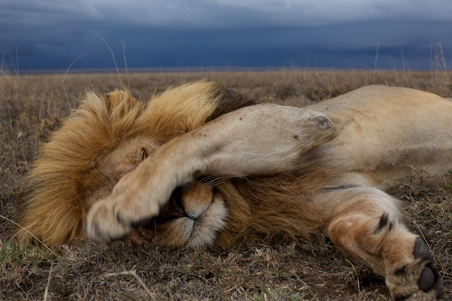 A lion sleeps in the plains of Serengeti National Park. The picture was taken by a camera-mounted robot car.