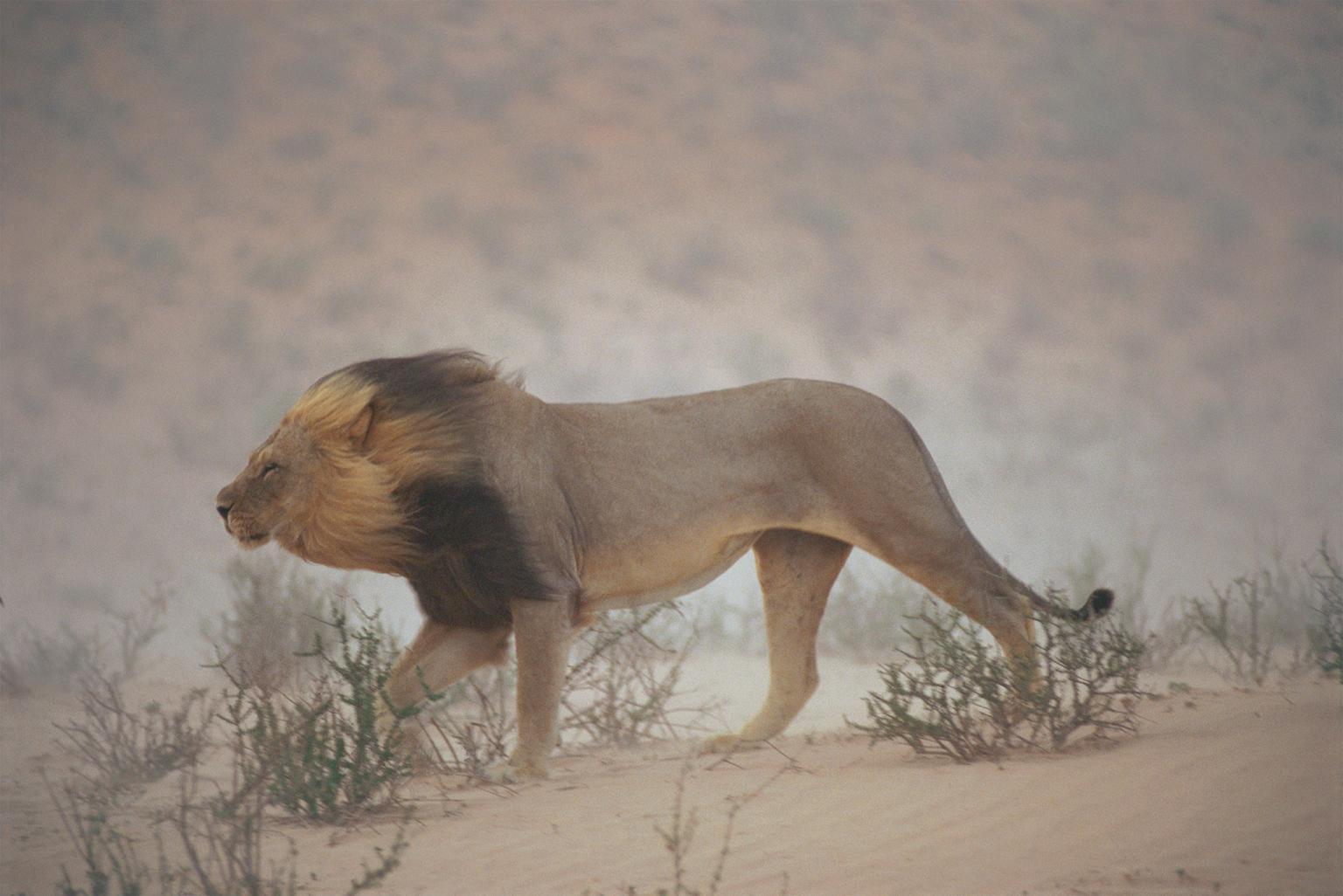 A lion wanders the dry Nossob riverbed in the Kgalagadi Transfrontier Park