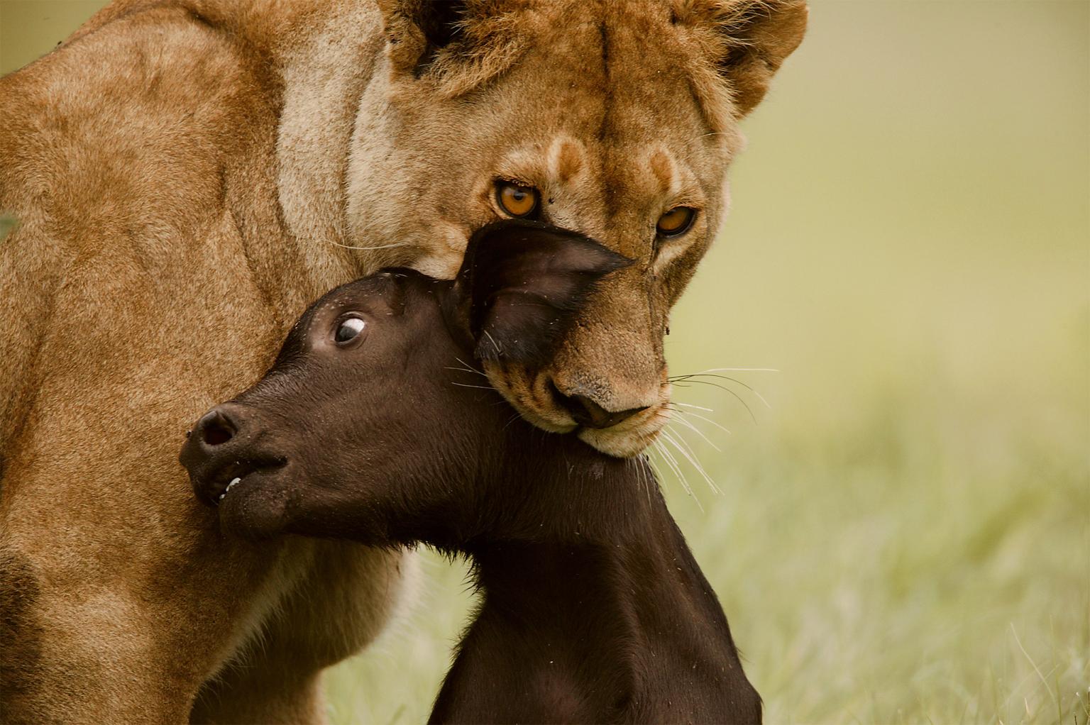 A lioness captures her prey, a buffalo calf 2