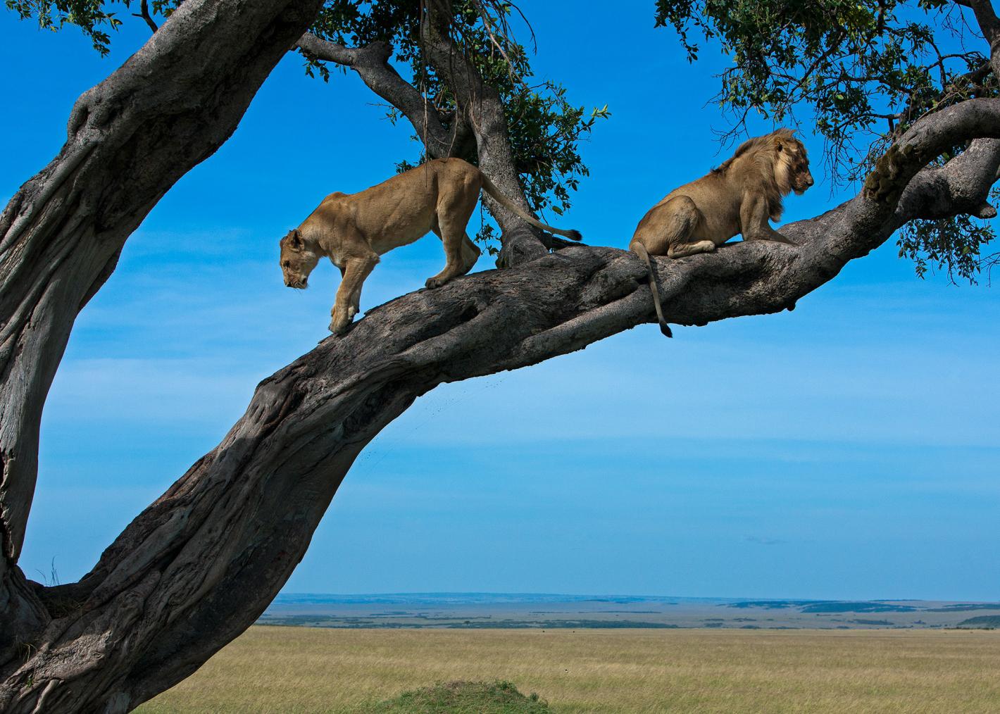 A lioness descends a tree at Masai Mara National Reserve, in the Narok County of Kenya.