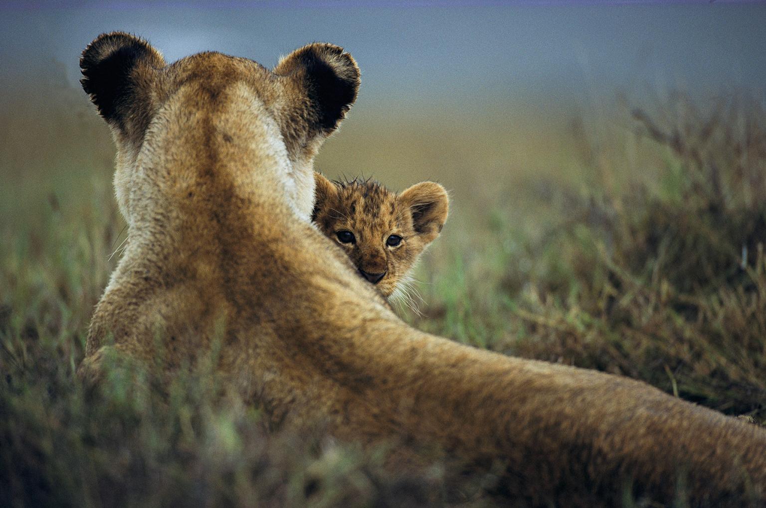 A lioness sits with her cub in Tanzania’s Ngorongoro Conservation Area.