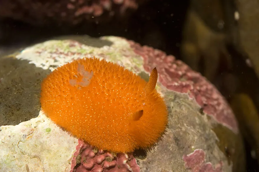 Acanthodoris Lutea