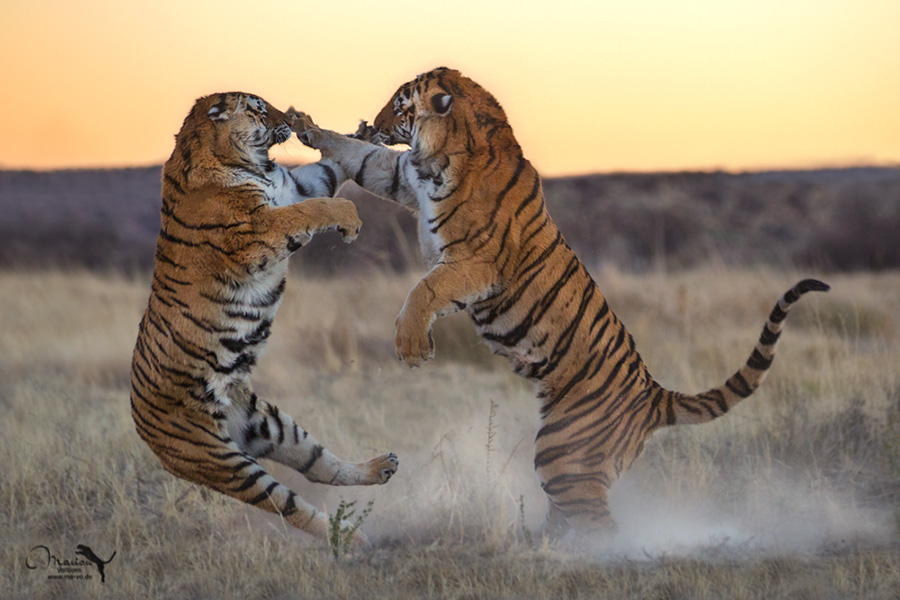Amazing Tiger photographs 10