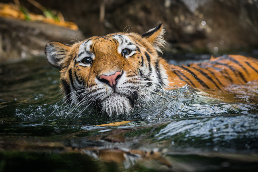 Amazing Tiger photographs 11