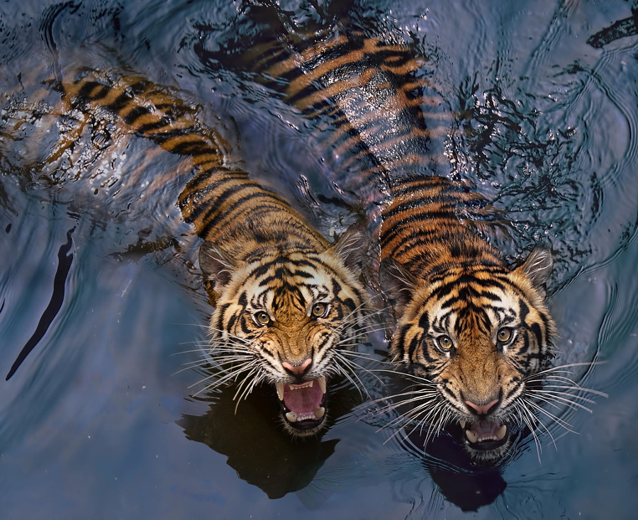 Amazing Tiger photographs 12