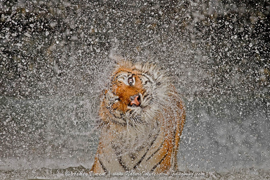 Indochinese Tiger aka Corbett's Tiger (female), Khao Kheow Open Zoo, Chonburi, Thailand