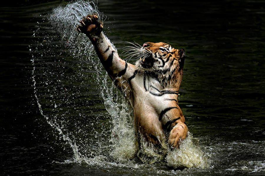 Amazing Tiger photographs 14