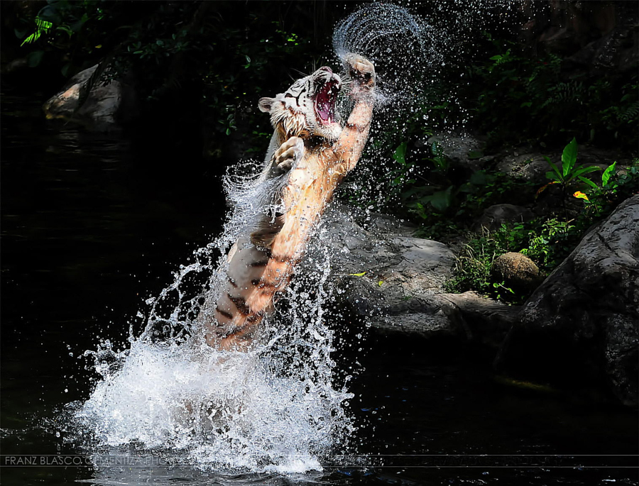 Amazing Tiger photographs 16