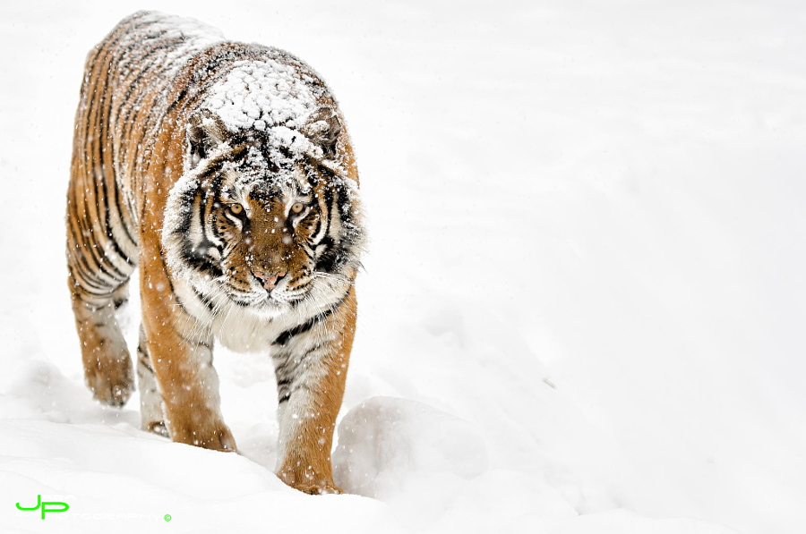 Amazing Tiger photographs 17