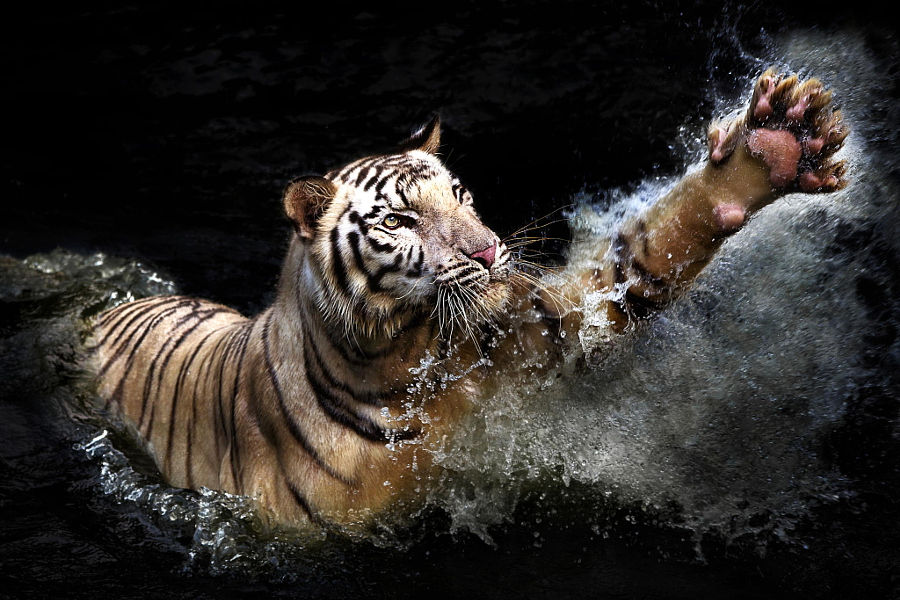 Amazing Tiger photographs 18