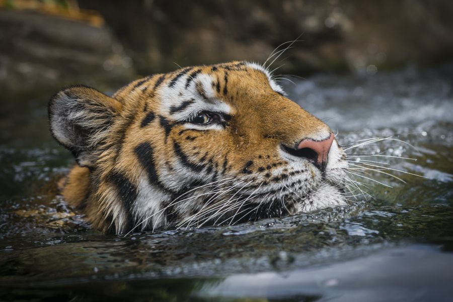 Amazing Tiger photographs 21