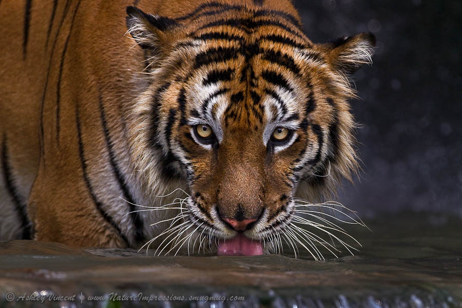 Amazing Tiger photographs 22