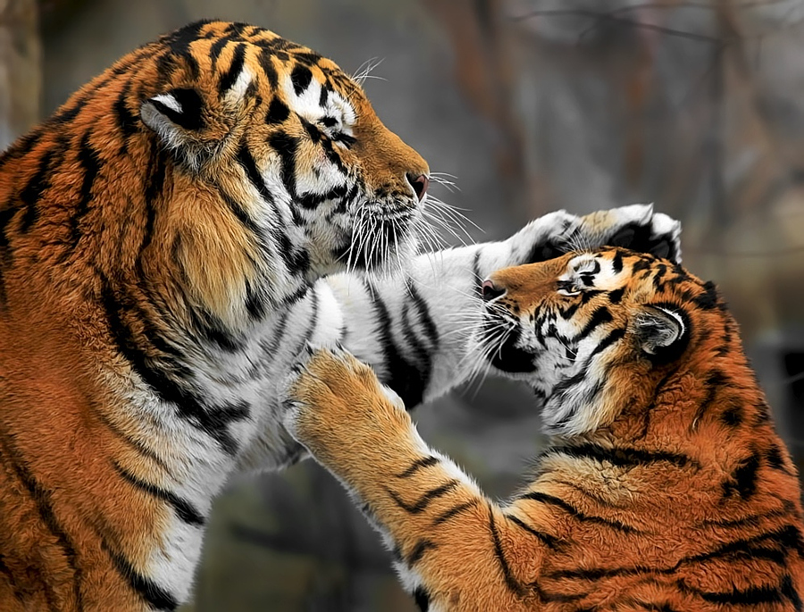 Amazing Tiger photographs 24