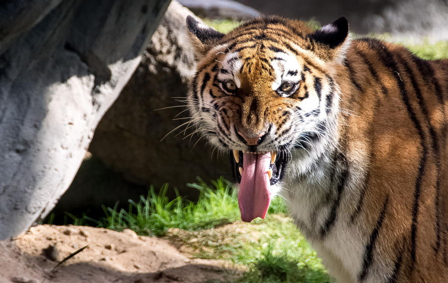 Amazing Tiger photographs 26