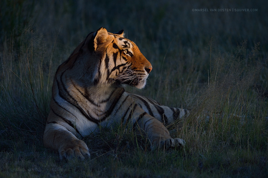 Amazing Tiger photographs 27