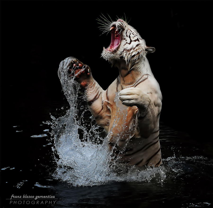 Amazing Tiger photographs 28