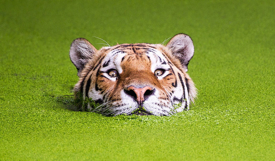 Amazing Tiger photographs 29