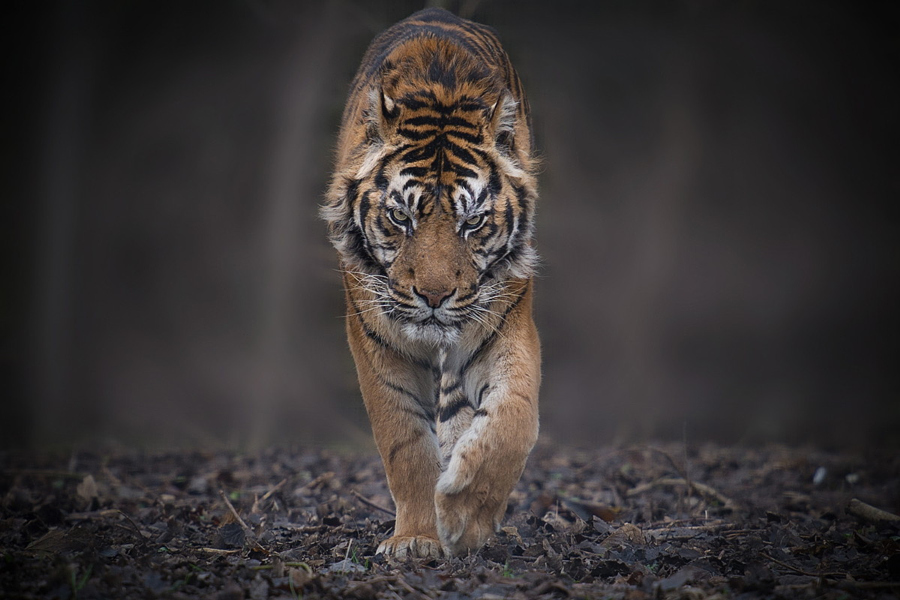 Amazing Tiger photographs 4
