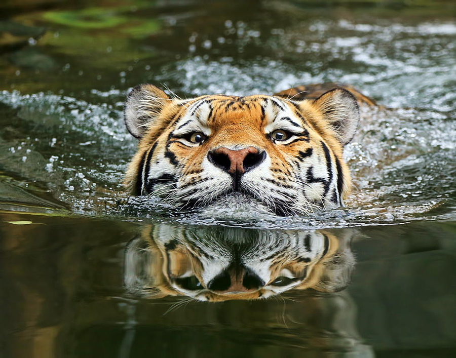 Amazing Tiger photographs 5