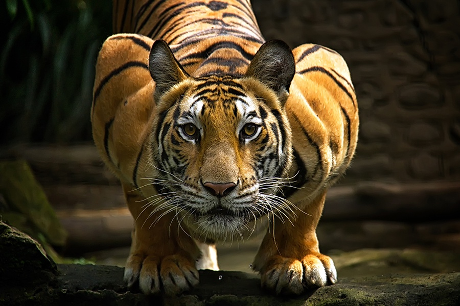 Amazing Tiger photographs 6