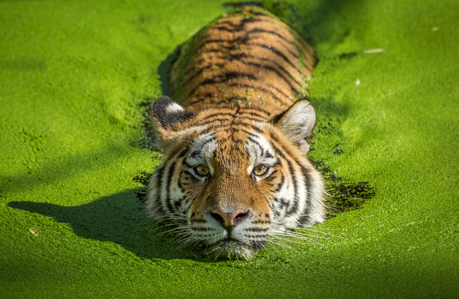 Amazing Tiger photographs 7
