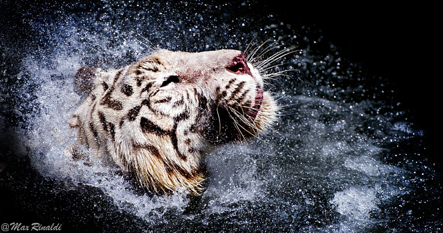 Amazing Tiger photographs 8