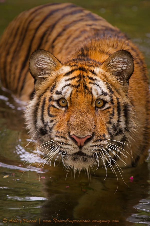 Amazing Tiger photographs 9