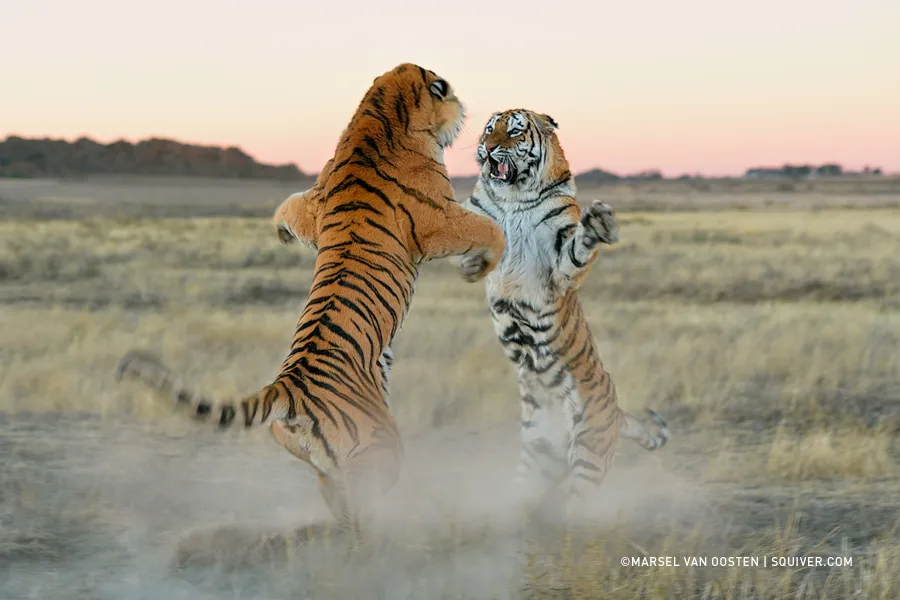 Amazing Tiger photographs