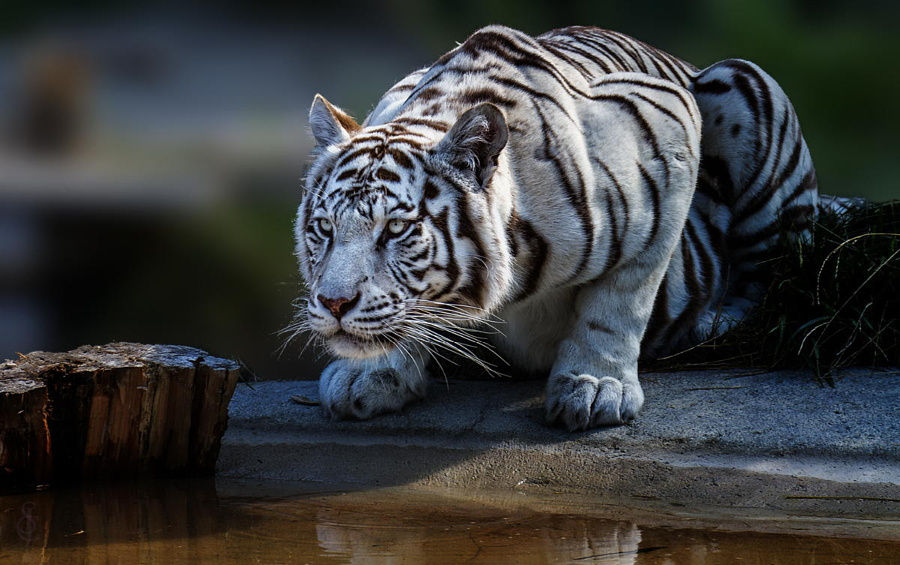 Amazing Tiger photographs20