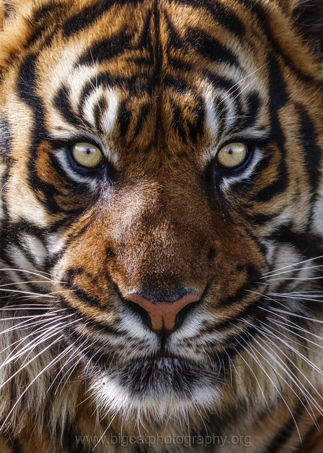 Amazing Tiger photographs21