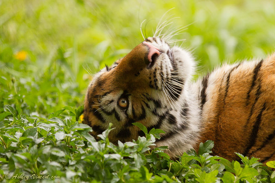 Daydreamer - Siberian Tiger aka Amur Tiger (female cub), Khao Kheow Open Zoo, Chonburi, Thailand - KKC 2461