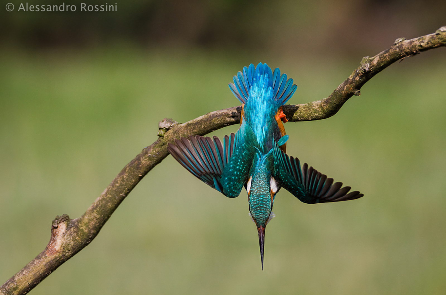 Amazing kingfisher images 10