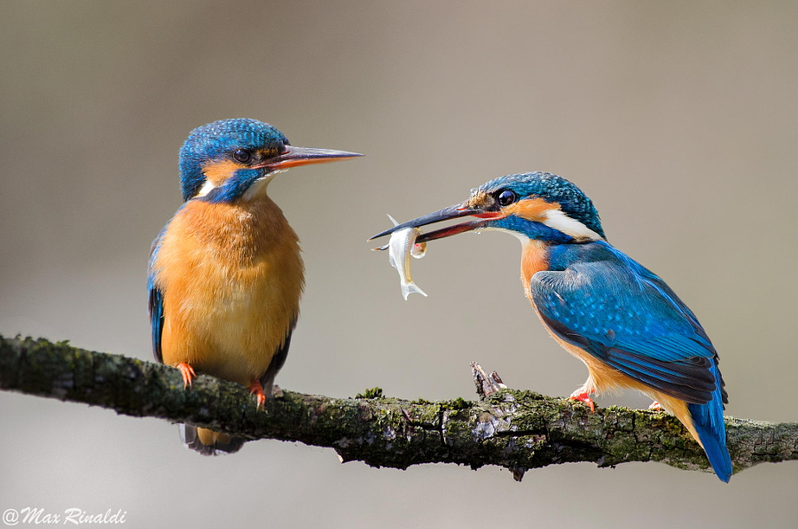 Amazing kingfisher images 11