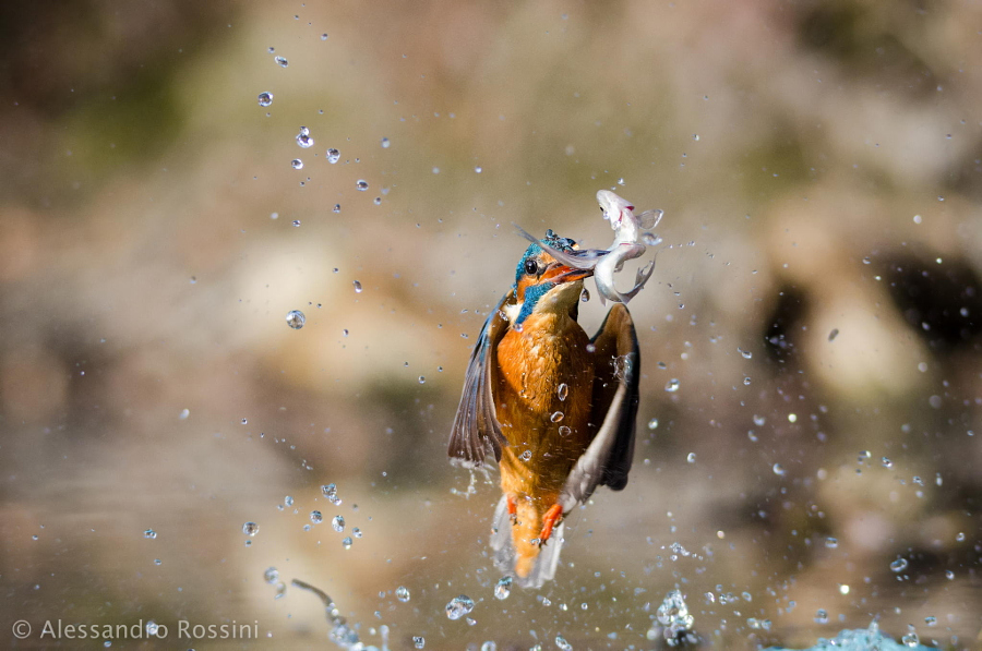 Amazing kingfisher images 12