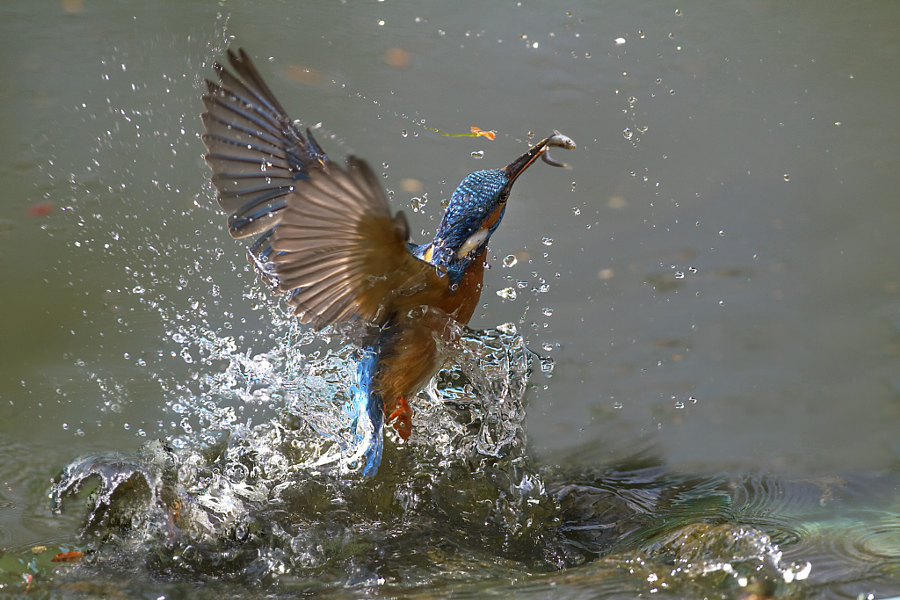 Amazing kingfisher images 13