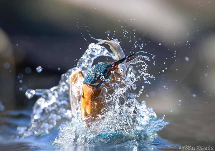 Amazing kingfisher images 15