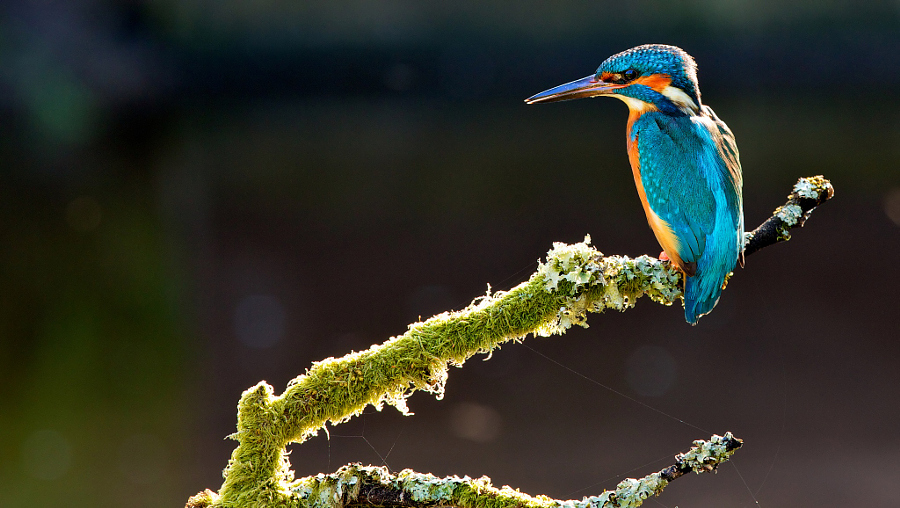 Amazing kingfisher images 16