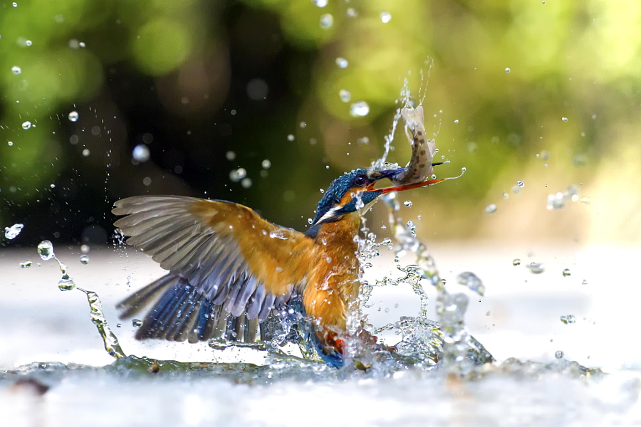 Amazing kingfisher images 17