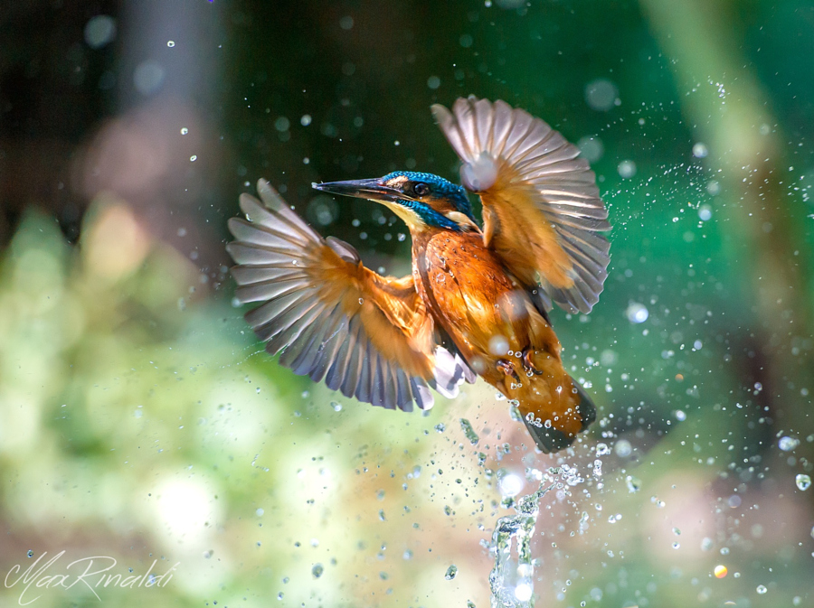 Amazing kingfisher images 18