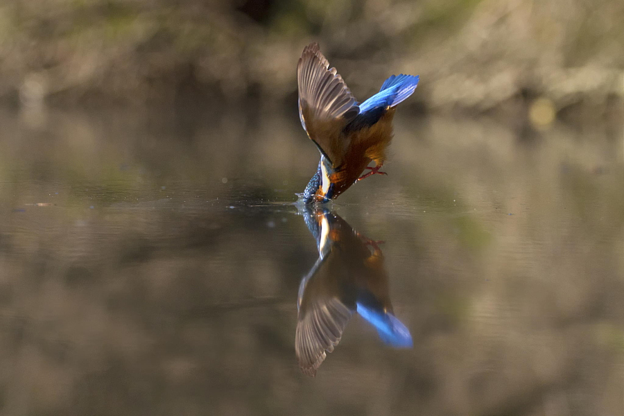 Amazing kingfisher images 19
