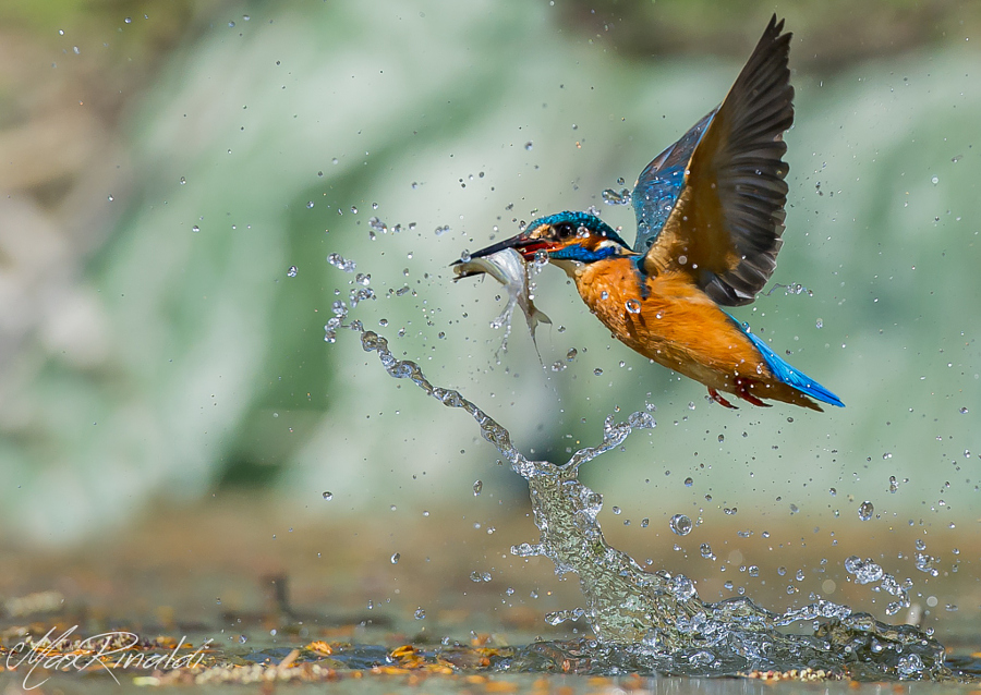 Amazing kingfisher images 2