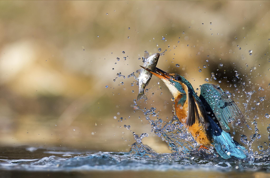 Amazing kingfisher images 21