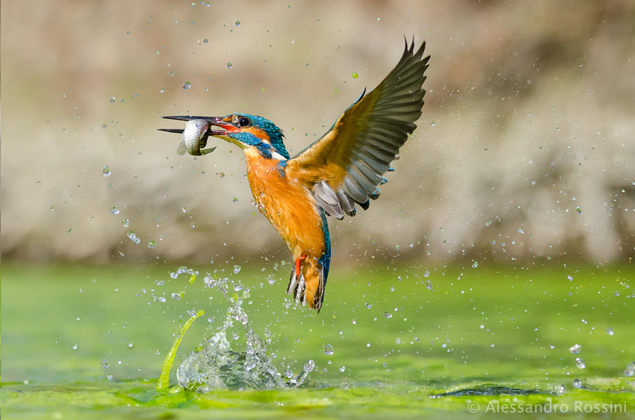 Amazing kingfisher images 22