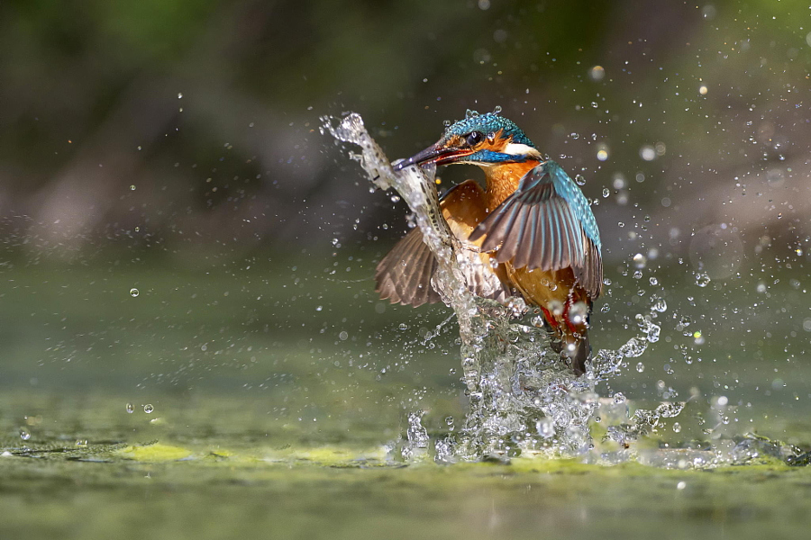 Amazing kingfisher images 24