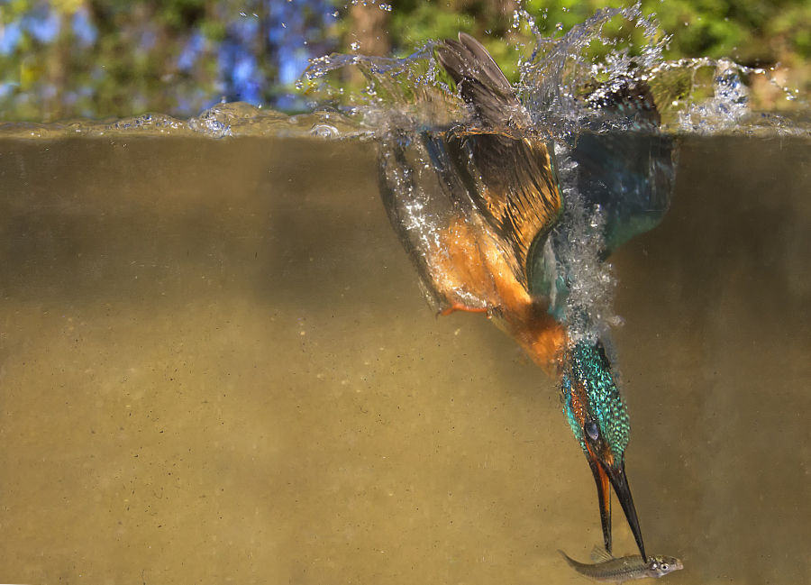 Amazing kingfisher images 3