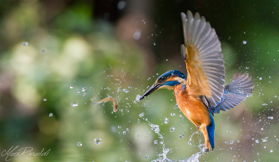 Amazing kingfisher images 4