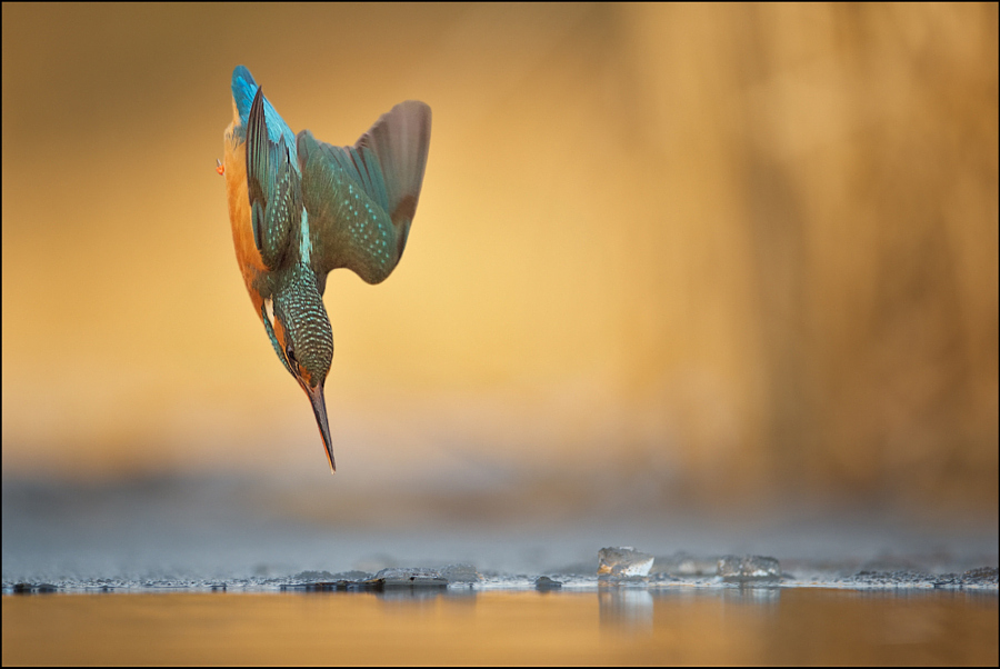 Amazing kingfisher images 5