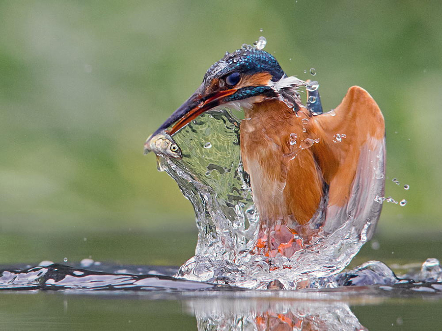 Amazing kingfisher images 6